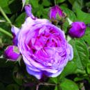 Historische Rose Comte de Chambord